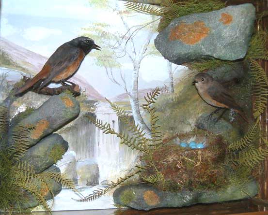 Redstarts[1]aja [640x480].JPG